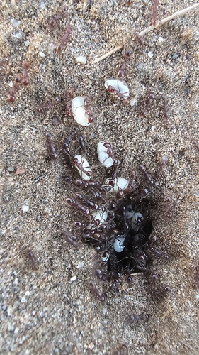Neivamyrmex dorbignii