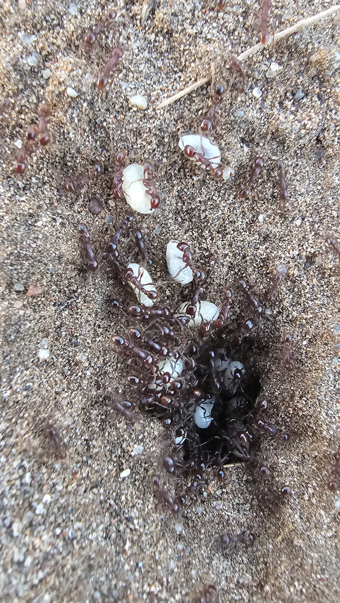 Neivamyrmex dorbignii