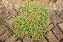 Herniaria hirsuta