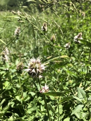 Agastache urticifolia