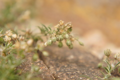 Spergularia rubra