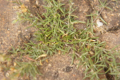 Spergularia rubra