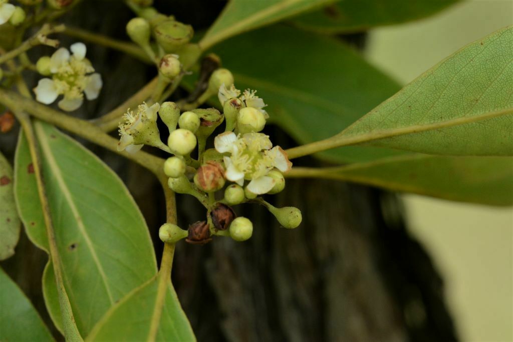 Lophostemon lactifluus