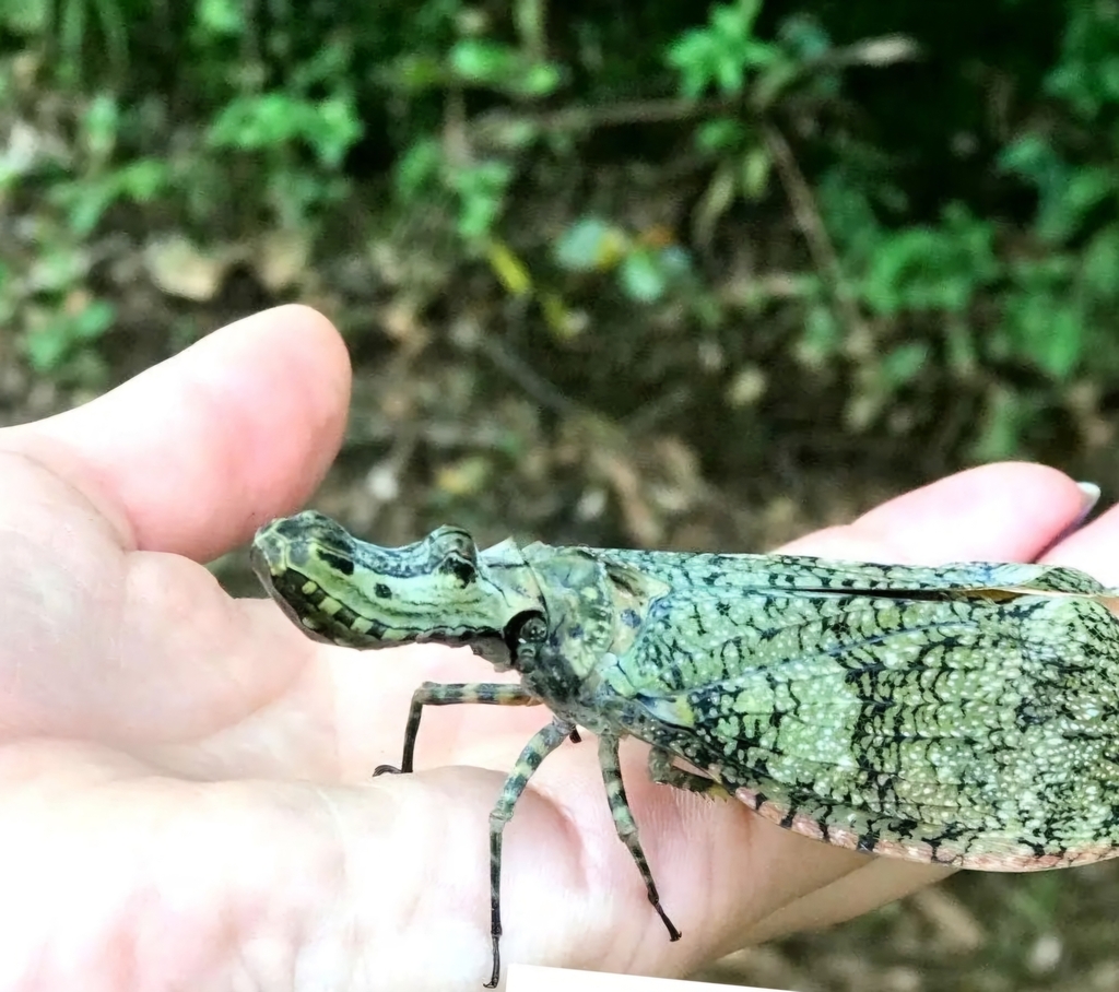 Fulgora riograndensis