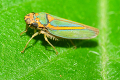 Graphocephala aurolineata