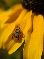 Phidippus californicus