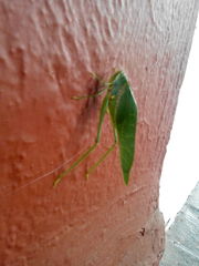 Philophyllia guttulata