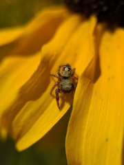 Phidippus californicus