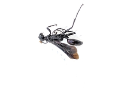 Chlorion aerarium