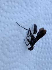 Chlorion aerarium