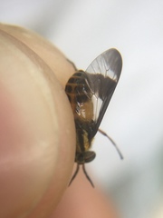 Chrysops geminatus