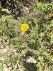 Centromadia parryi australis