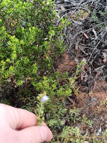 Bumpy Leaf Emu Bush (Eremophila weldii)