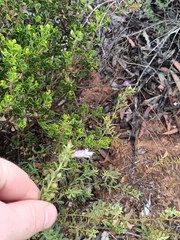 Eremophila weldii, photograph (c) Em Lamond, some rights reserved (CC BY)