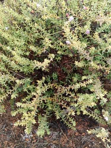 Eremophila weldii, photograph 3