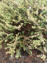 Eremophila weldii, photograph (c) Em Lamond, some rights reserved (CC BY)