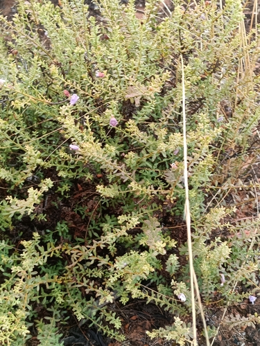 Image of Bumpy Leaf Emu Bush (Eremophila weldii) by (c) Em Lamond, some rights reserved (CC BY)
