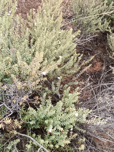 Image of Eremophila weldii by (c) Em Lamond, some rights reserved (CC BY)