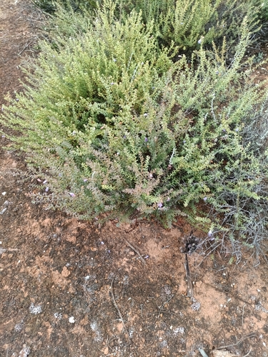 Image of Bumpy Leaf Emu Bush (Eremophila weldii) by (c) Em Lamond, some rights reserved (CC BY)