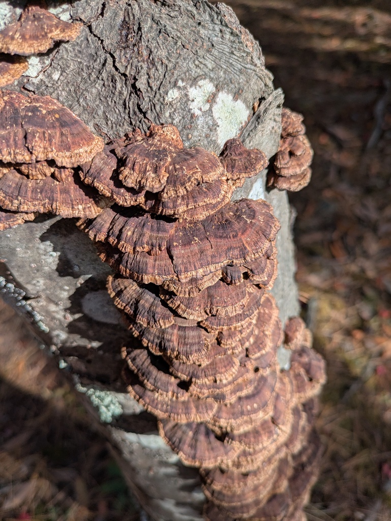 Daedaleopsis confragosa tricolor · November 2024 · photo: © timur_kalininsky (iNaturalist, cc-by)