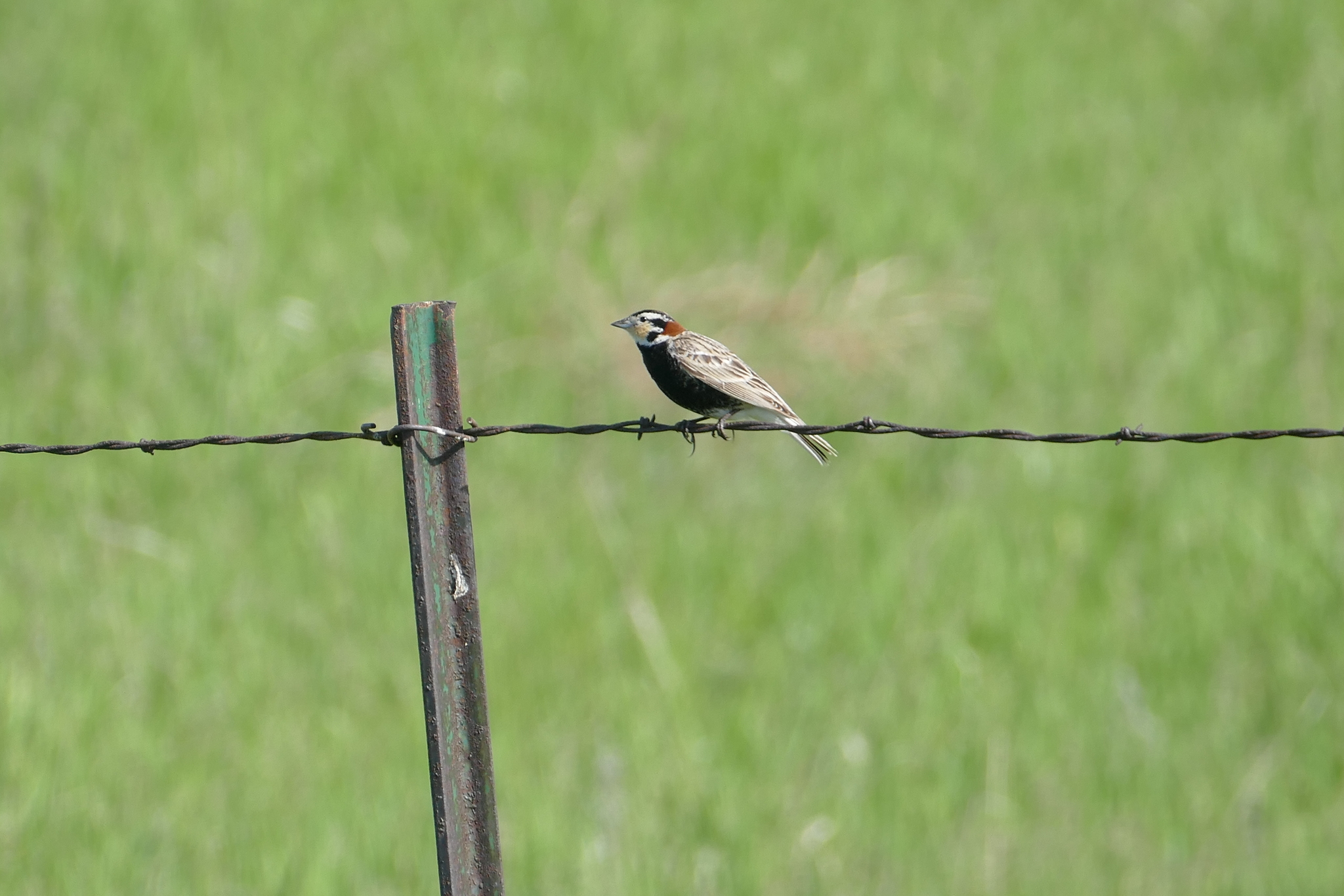 Chestnut-collared Longspur (Calcarius ornatus)