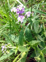 Verbena bracteata