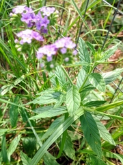 Verbena bracteata