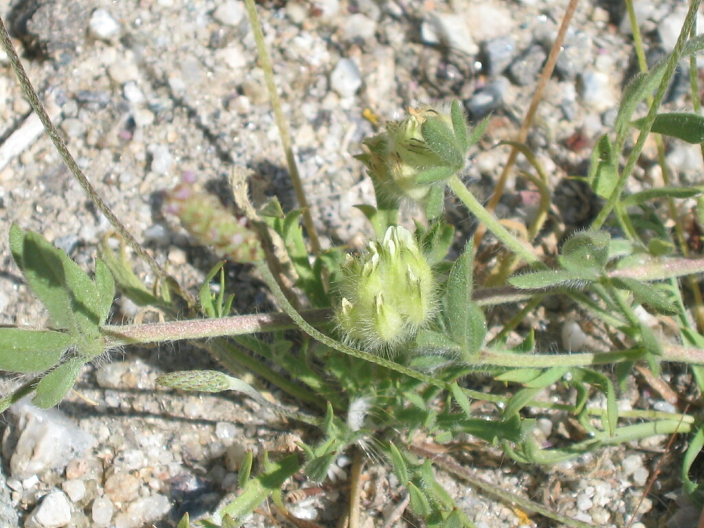 Anthyllis cornicina (Anthyllis cornicina)