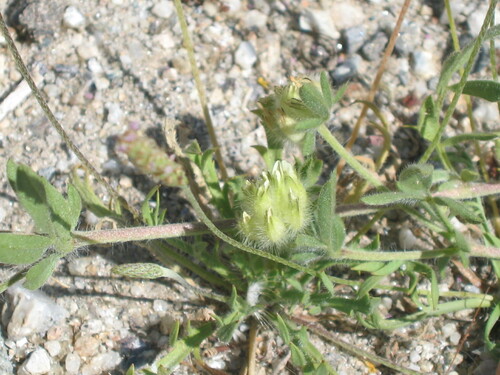 Anthyllis cornicina (Anthyllis cornicina)