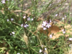 Verbena officinalis