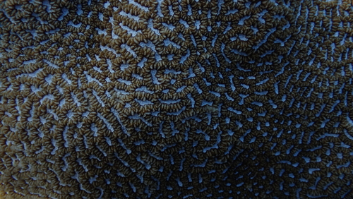 Platygyra pini observed 2024-11-22