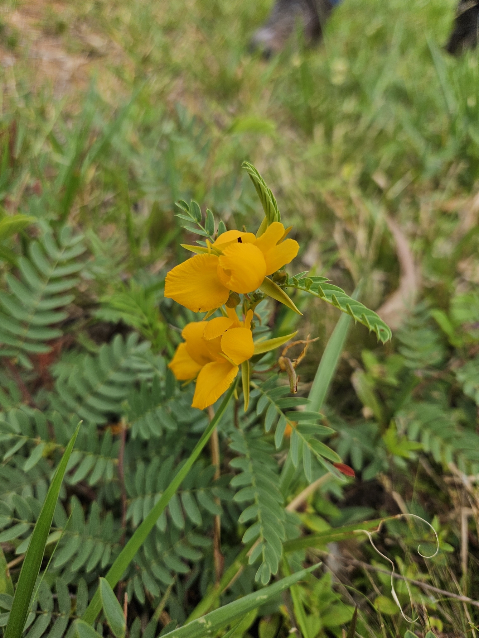 Chamaecrista repens
