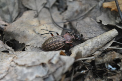 Carabus cancellatus