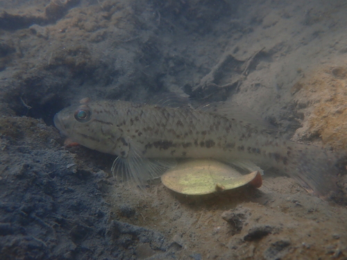 Mangrove goby (Acentrogobius janthinopterus) — Gobiidae