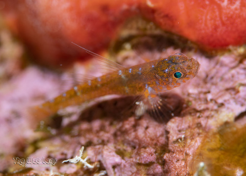 Dwarf goby (Lythrypnus elasson) — Gobiidae