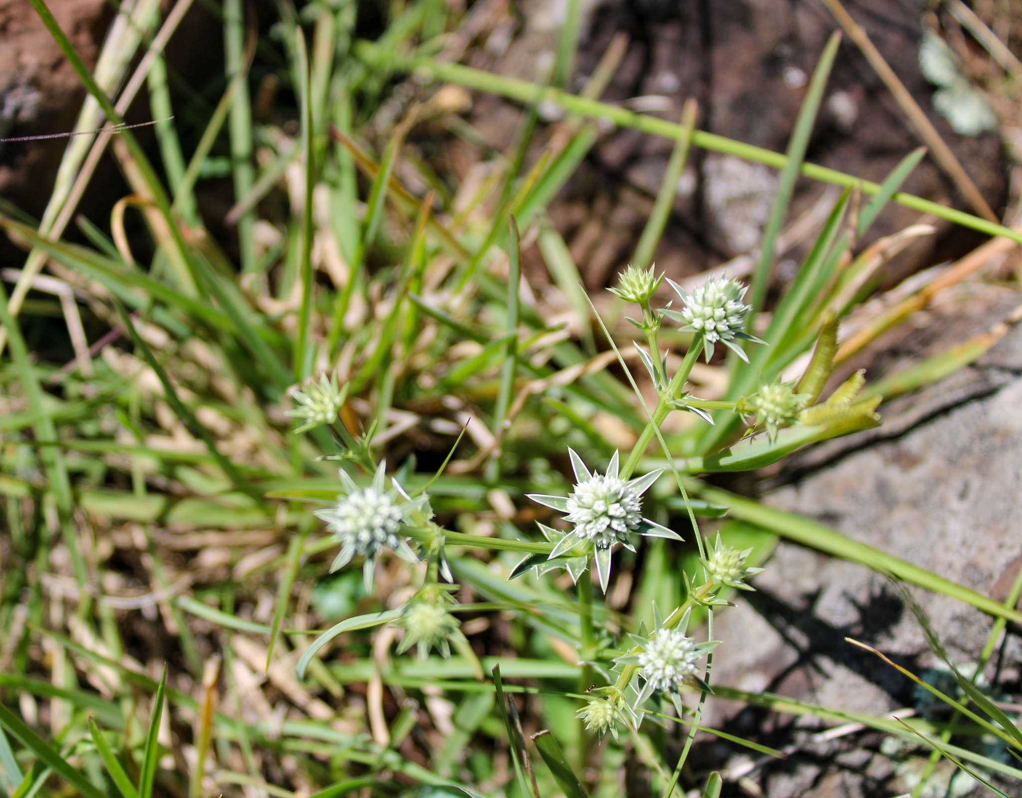 Eryngium nudicaule