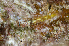 Barfin Goby photo 2