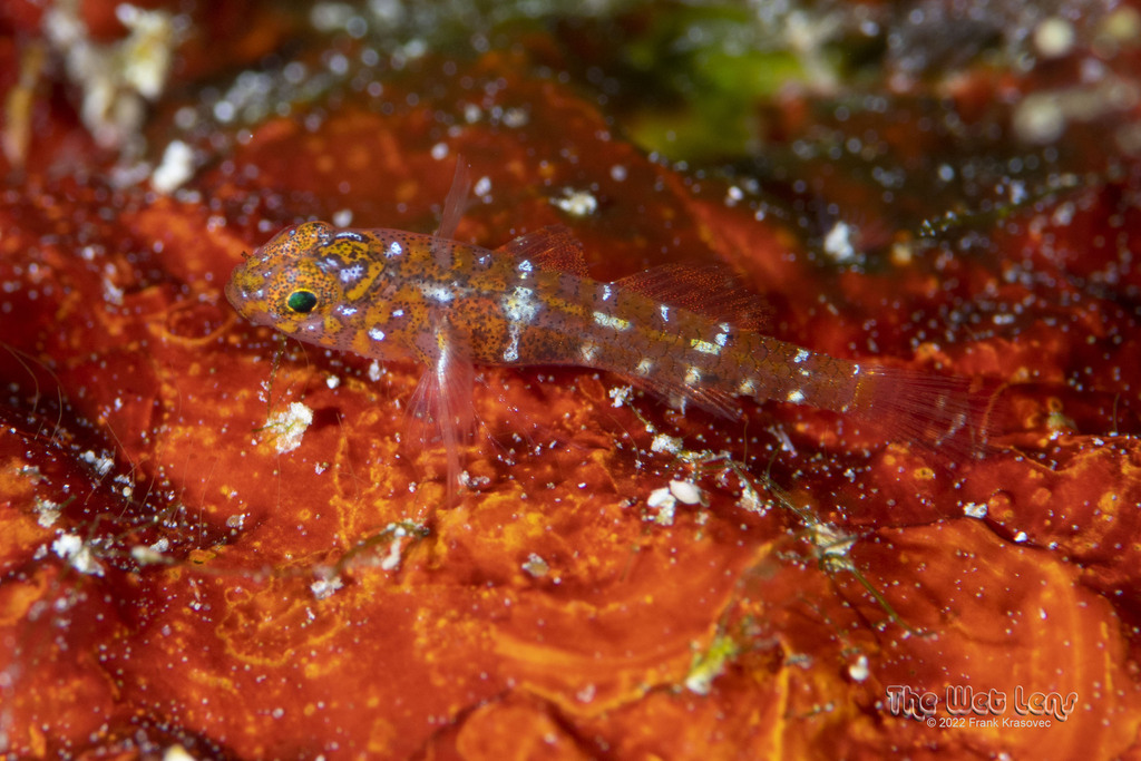 Diphasic Goby