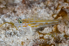 Pallid Goby photo 3