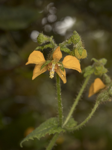 Loasa sclareifolia (Loasa sclareifolia)