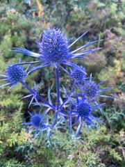 Eryngium bourgatii