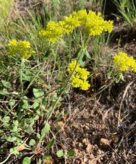 Harbouria trachypleura