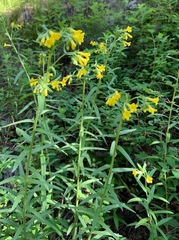 Lithospermum multiflorum