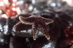 Asteriidae