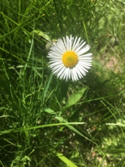 Erigeron coulteri