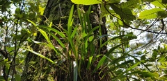 Prosthechea rhynchophora