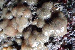 Integripelta