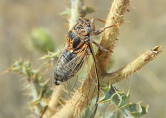 Diceroprocta eugraphica