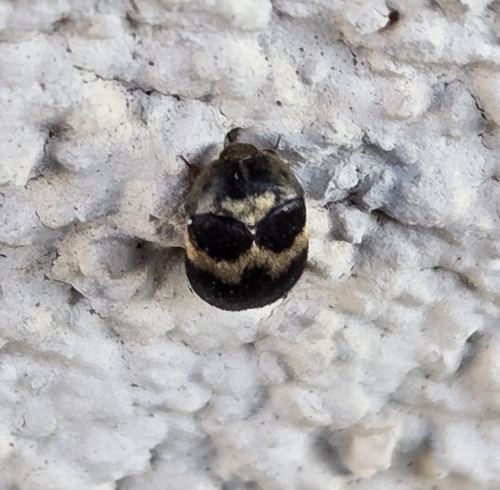 Attagenus fasciatus observed 2024-12-01