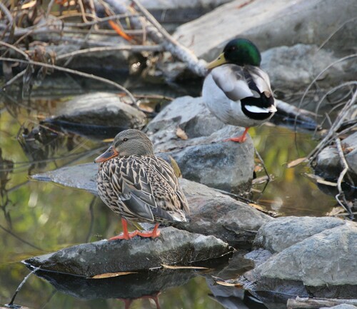 iNaturalist observation photo of Mallard
